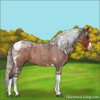 Horse Color:Silver Brown Roan Tobiano 