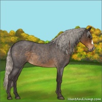 Horse Color:Silver Smoky Blue Roan 