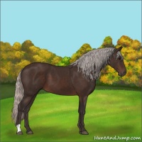 Horse Color:Silver Brown 