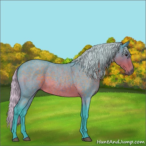 Horse Color:Watercolor Silver Brown Roan