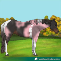 Horse Color:Liver Chestnut Tobiano 