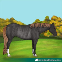 Horse Color:Liver Chestnut Rabicano 