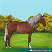 Horse Color:Silver Bay Rabicano