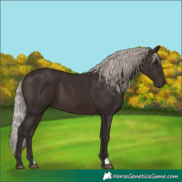 Horse Color:Silver Brown 