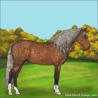 Horse Color:Silver Buckskin 