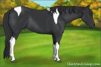 Horse Color:Black Tobiano Rabicano