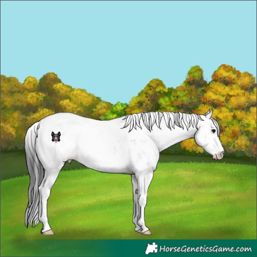 Horse Color:Brown Dun Sabino Rabicano 