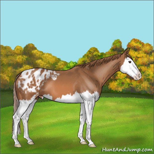 Horse Color:Chestnut Sabino Splash Appaloosa 