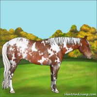 Horse Color:White Spotted Silver Brown Varnish Rabicano 