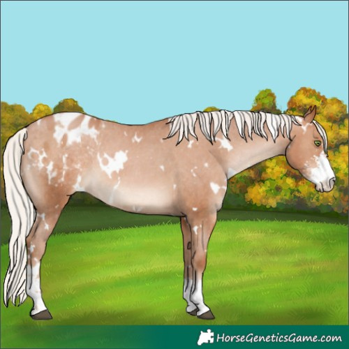 Horse Color:White Spotted Silver Brown Pearl Sabino Appaloosa Rabicano 