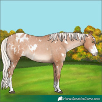 Horse Color:White Spotted Silver Brown Pearl Sabino Appaloosa Rabicano