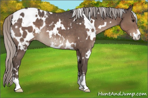 Horse Color:White Spotted Silver Black Sabino Appaloosa Rabicano 