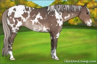 Horse Color:White Spotted Silver Black Sabino Appaloosa Rabicano 