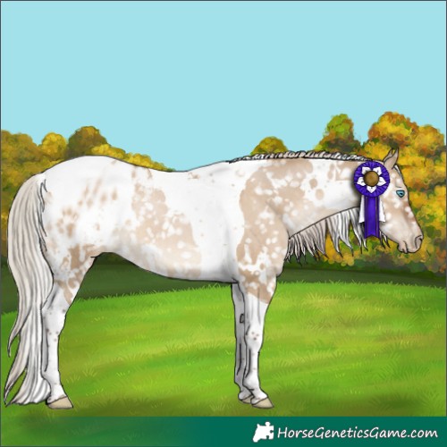 Horse Color:Gray White Spotted Silver Grullo Pearl Tobiano Blanket