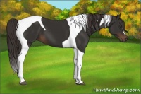 Horse Color:Liver Chestnut Tobiano 