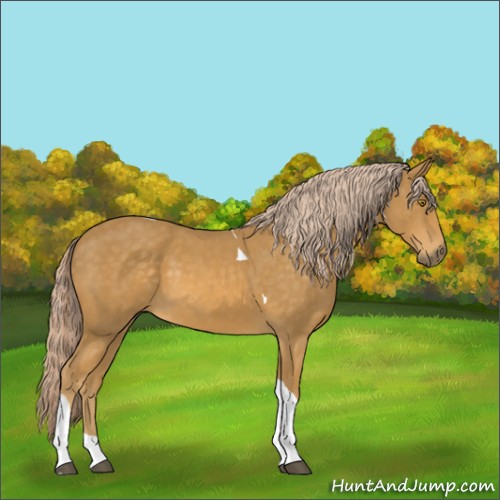 Horse Color:Palomino Tobiano 