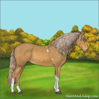 Horse Color:Palomino Tobiano 