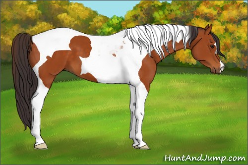 Horse Color:Buckskin Tobiano 