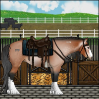 Horse Color:Gray Bay 