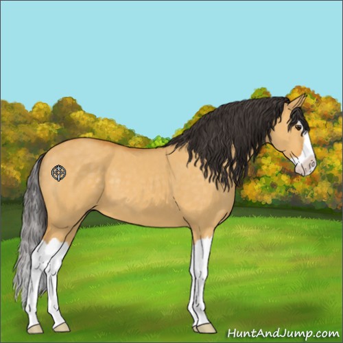Horse Color:Buckskin Dun Splash 