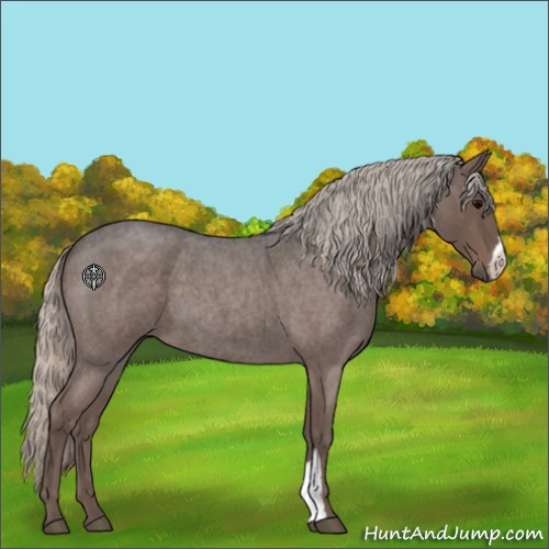 Horse Color:Silver Blue Roan 