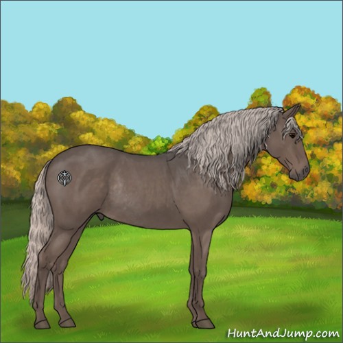 Horse Color:Silver Blue Roan Rabicano 