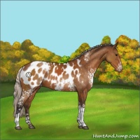 Horse Color:White Spotted Silver Buckskin Sabino Appaloosa 