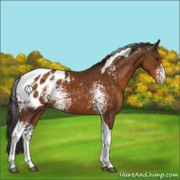 Horse Color:White Spotted Buckskin Tobiano Appaloosa 