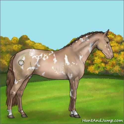 Horse Color:White Spotted Black Pearl Appaloosa 