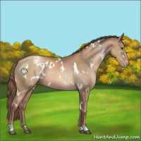 Horse Color:White Spotted Black Pearl Appaloosa 