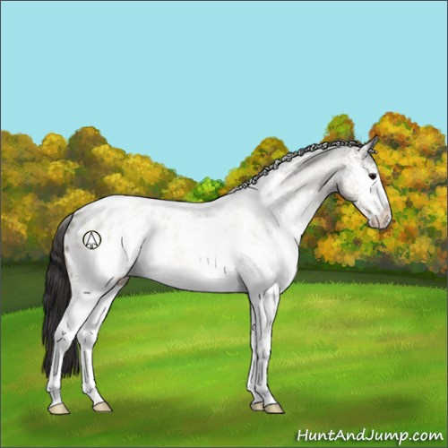 Horse Color:White Spotted Brown Dun Appaloosa 