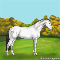 Horse Color:White Spotted Brown Dun Appaloosa 