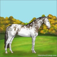 Horse Color:White Spotted Smoky Black Appaloosa 