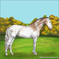 Horse Color:White Spotted Silver Brown Pearl Blanket 