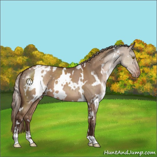 Horse Color:White Spotted Liver Red Dun Sabino Appaloosa 