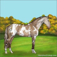 Horse Color:White Spotted Liver Red Dun Sabino Appaloosa 