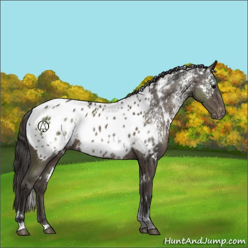 Horse Color:White Spotted Smoky Black Appaloosa 