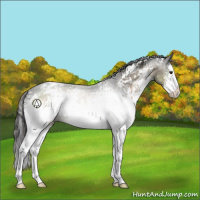 Horse Color:White Spotted Brown Dun Sabino Splash Appaloosa Rabicano 