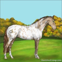 Horse Color:White Spotted Smoky Black Pearl Sabino Appaloosa 