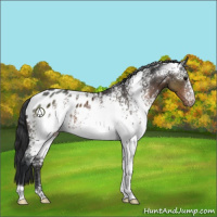 Horse Color:White Spotted Brown Blanket 