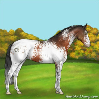 Horse Color:White Spotted Brown Appaloosa 