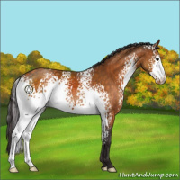 Horse Color:White Spotted Buckskin Appaloosa 