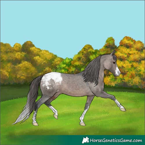 Horse Color:Brown Dun Snowcap 