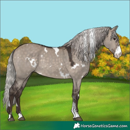 Horse Color:White Spotted Silver Brown Dun Sabino