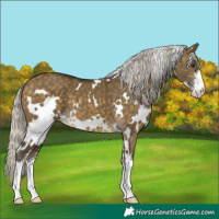 Horse Color:White Spotted Silver Buckskin Dun Sabino 