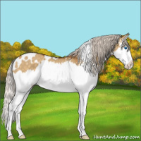 Horse Color:White Spotted Silver Buckskin Dun Sabino Splash 