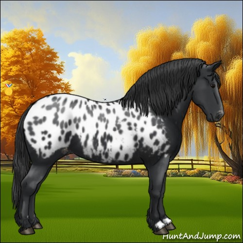 Horse Color:Black Appaloosa 