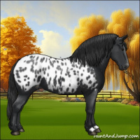 Horse Color:Black Appaloosa 