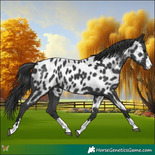 Horse Color:Black Appaloosa