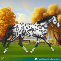 Horse Color:Black Appaloosa 